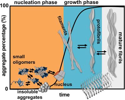 The Early Phase of β2-Microglobulin Aggregation: Perspectives From Molecular Simulations